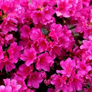 Rhododendron Azalea Purpertraum Rasadnk Toplaović